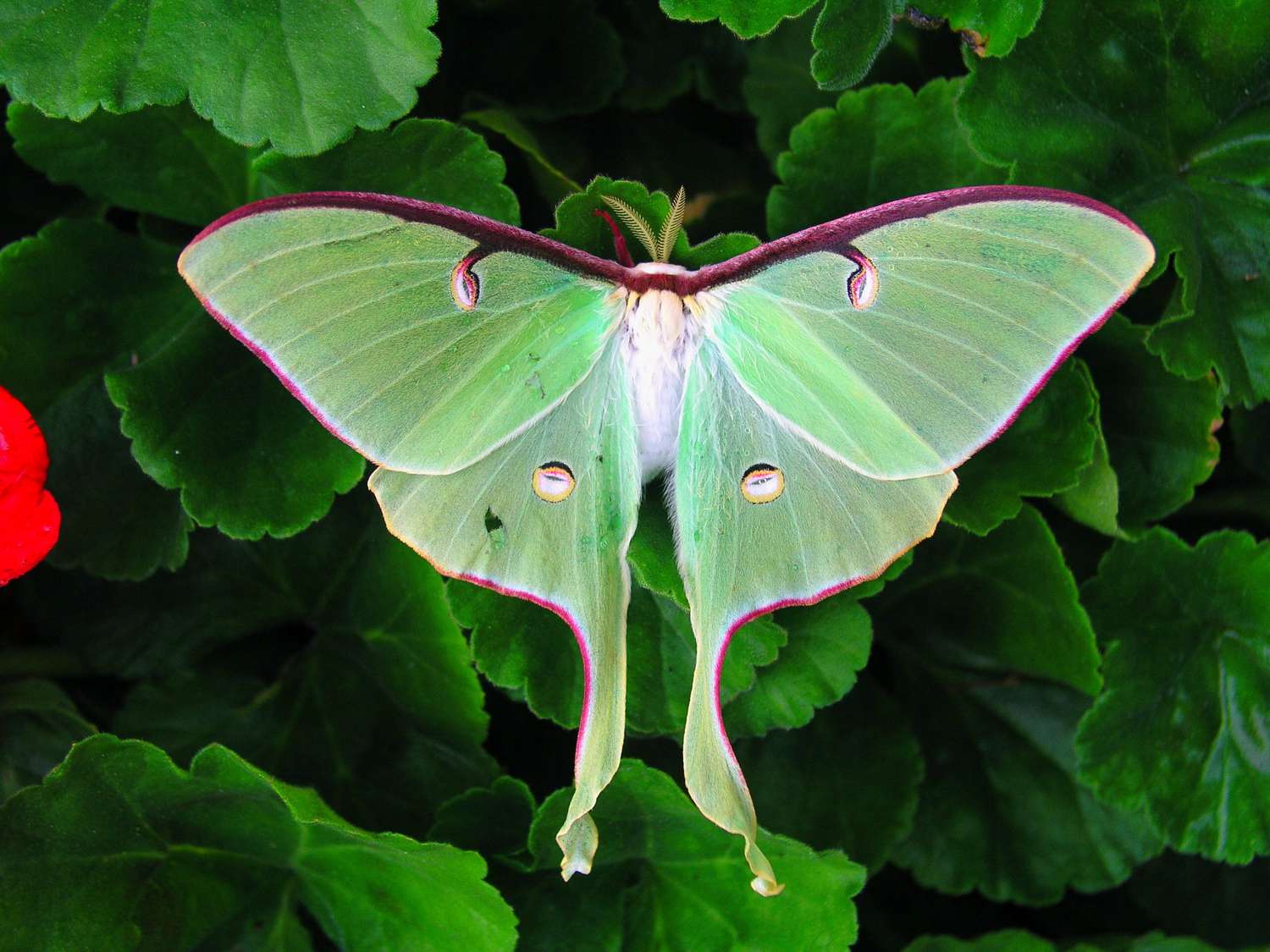 A luna moth with wings spread against green foliage